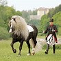 Image result for Black Forest Draft Horse