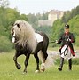 Image result for Black Forest Horse Breed
