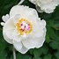 Image result for Paeonia Wladyslawa (Lactif-S-Group)