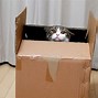 Image result for Cute Cats in Boxes
