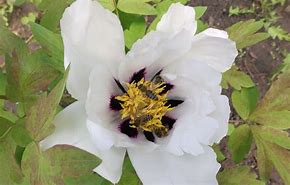 Image result for Paeonia suffruticosa Ru Fu Rong