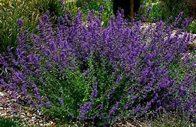 Image result for Nepeta faassenii (x) Six Hills Giant