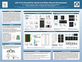 Image result for How to Create a Research Poster