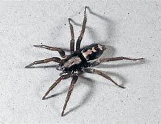 Image result for Black House Spider Ohio