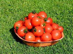 Image result for Misty Mountain Tomato