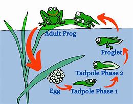 Image result for Frog Stages