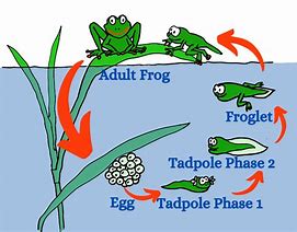 Image result for Frog Life Cycle Poster