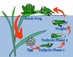 Image result for Frog Cycle