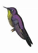 Image result for Ramphomicron Trochilidae