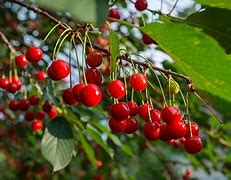 Fruit Cherry Tree Varieties 的图像结果