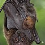 Image result for Fruit Eating Flying Fox Bat