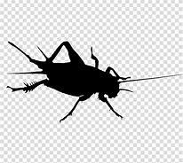 Image result for Cricket Insect Silhouette