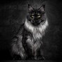 Image result for Maine Coon Cat