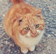 Image result for orange tabby cats happy