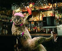 Image result for Party Time Cat