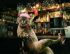 Image result for Party Time Cat