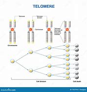 Image result for Telomere Aging Cartoon