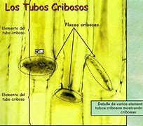 Image result for criboso