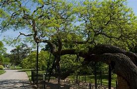 Image result for Japonica Tree in Kenya