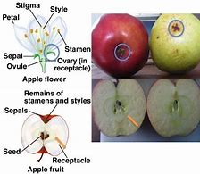 Image result for Apple Flower to Fruit