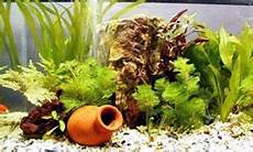 vasche aperte per acquari come allestire un acquario le 5 attivit 224 pi 249 importanti vasche aperte per acquari come allestire un acquario le 5 attivit 224 pi 249 importanti