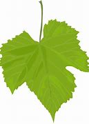 Image result for Grape Leaf Shape