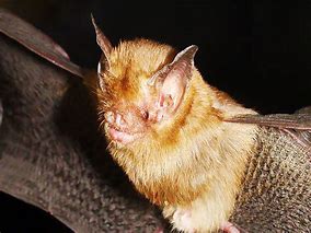 Image result for Albino Kitis Hognose Bat