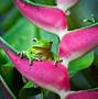 Image result for Bing Frog Wallpaper
