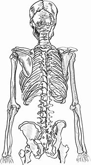 Image result for Skeleton Back Drawing