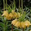 Image result for Fritillaria imperialis Early Sensation