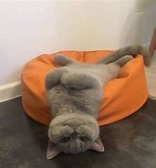 Image result for Cat Stand Meme