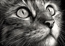 Image result for Black and White Cat Face Drawing