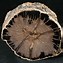 Image result for Oregon Petrified Wood
