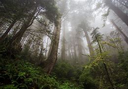 Image result for Dark Misty Forest