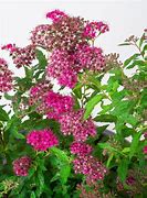 Image result for Spiraea japonica Darts Red