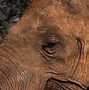 Image result for Beautiful Elephant
