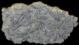 Image result for belemnites