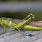 Image result for Grasshopper V Katidid V Cricket