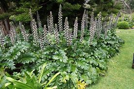 Image result for ACANTHUS JEFF ALBUS