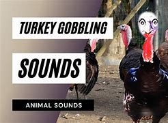 Image result for Turkey Sound Meme