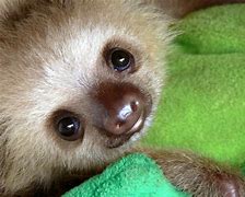 Image result for Silly Baby Sloths