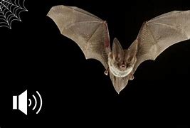 Image result for Bat Toy Noise