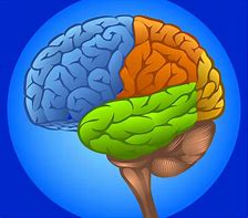 Image result for Brain Growth