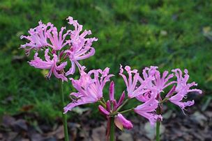 Image result for Nerine bowdenii Pink Triumph