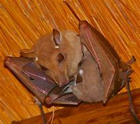 Image result for Dusky Fruit Bat