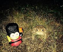 Image result for Minion Toad