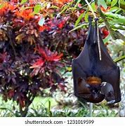 Image result for Megachiroptera