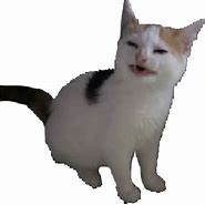 Image result for Cat at Table Meme PNG