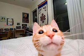 Image result for Front-Facing Camera Cat Meme