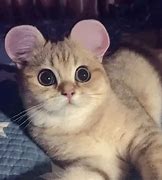 Image result for Rounded Cat Ears